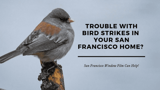 bird strike window film san francisco