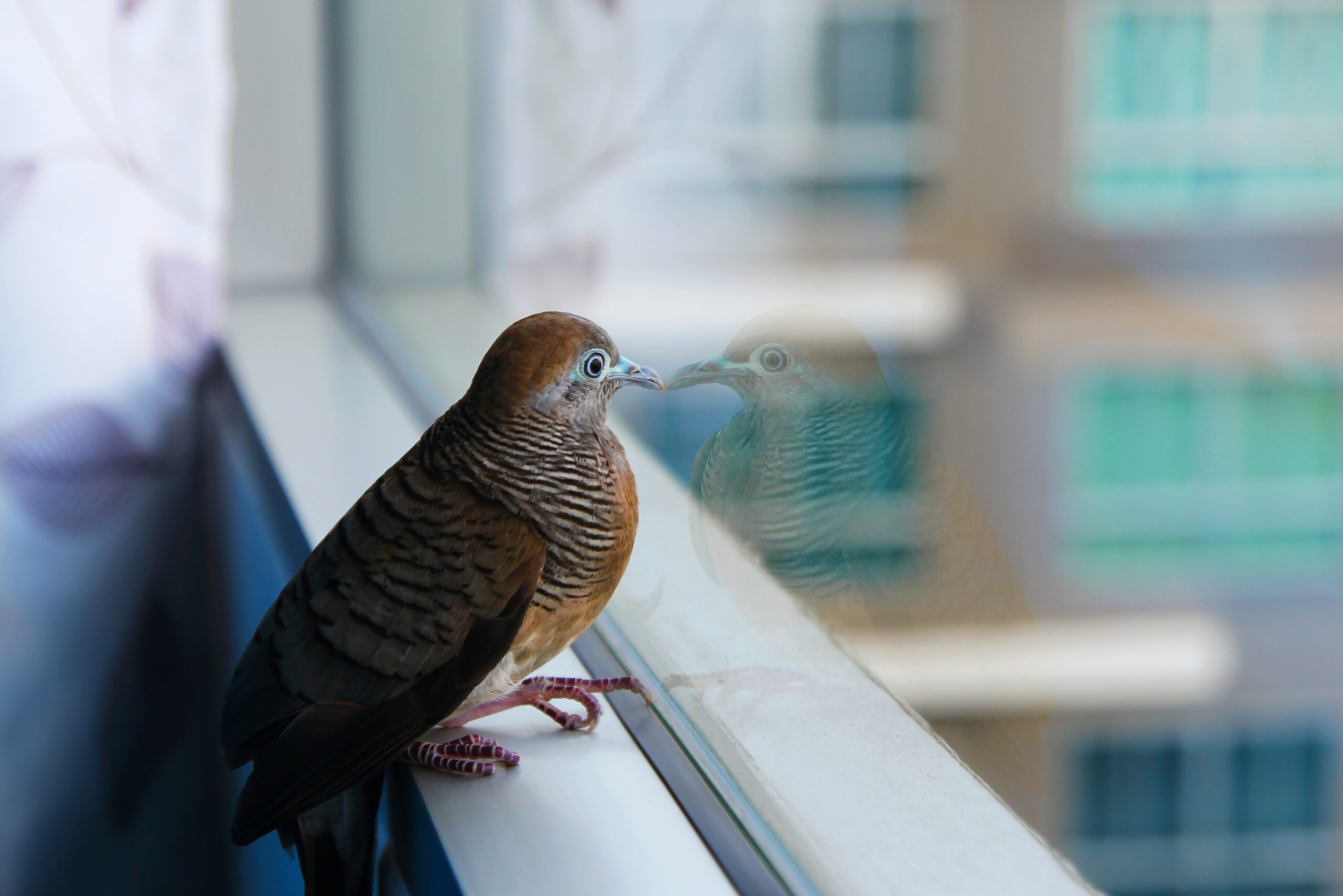 bird divert san francisco windows